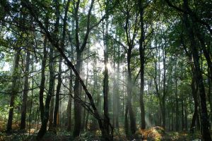 Stage from O Pedrouzo to Santiago de Compostela