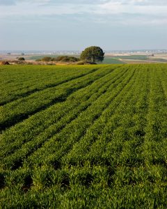 Etapa de Zamora a Montamarta