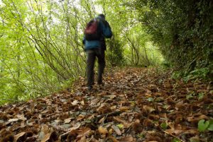 Etapa de Berroeta a Olagüe