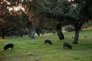 Etapa de Monesterio a Font de Cantos