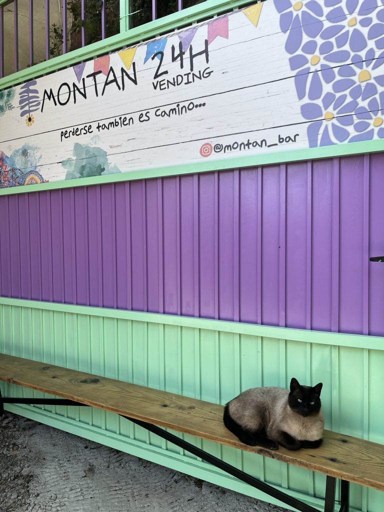 Cat resting in Montán
