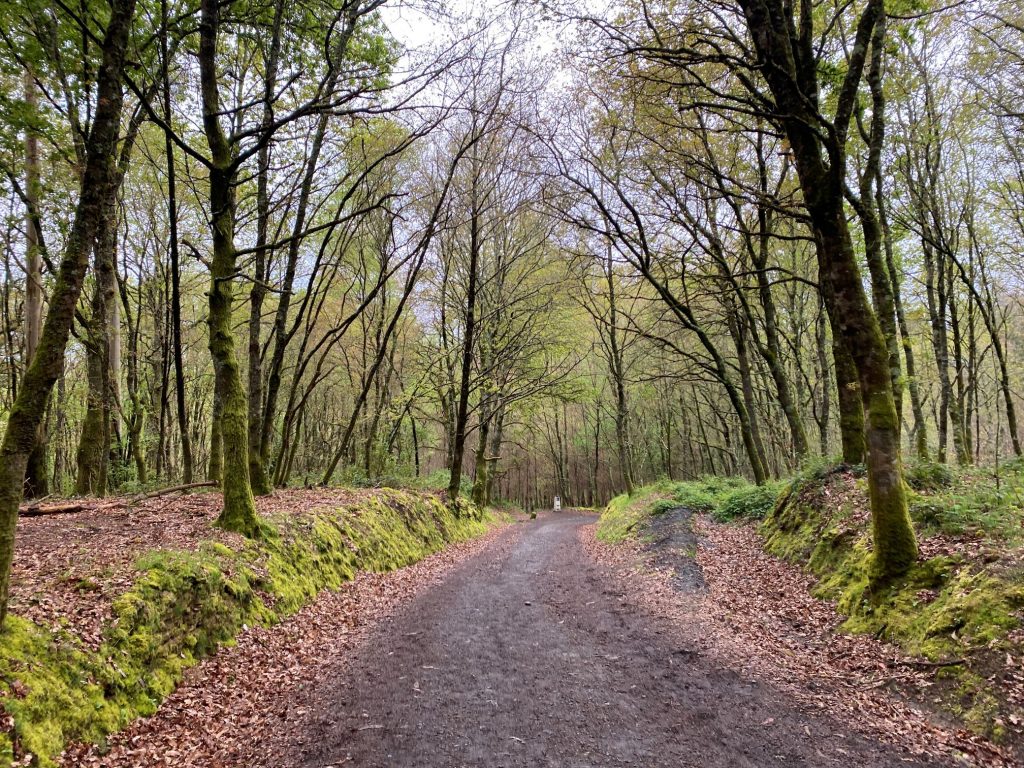 Bosques del Camino